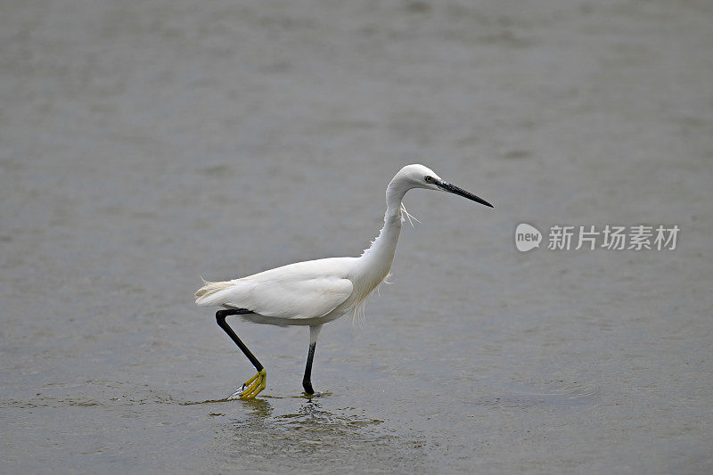 小白鹭(Egretta garzetta)